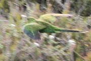 Ground Parrot (Pezoporus wallicus)